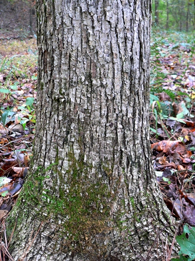 {Quercus muehlenbergii}